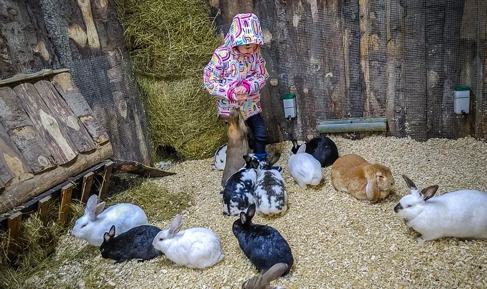 Królikarnia w Zakopanem, atrakcja na niepogodę